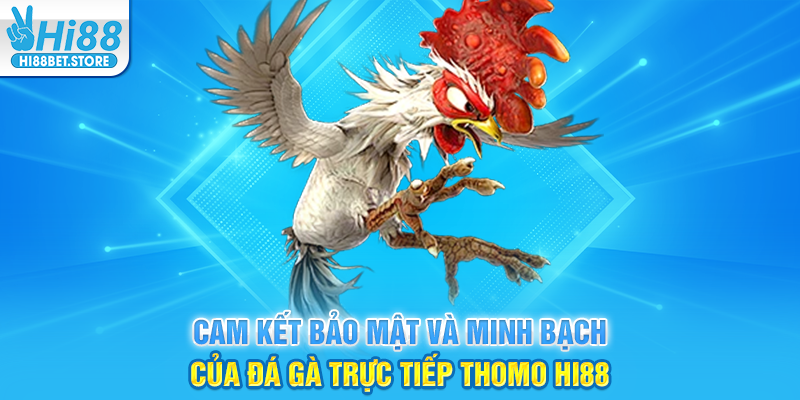 Cam Kết Bảo Mật Và Minh Bạch Của Đá Gà Trực Tiếp Thomo Hi88