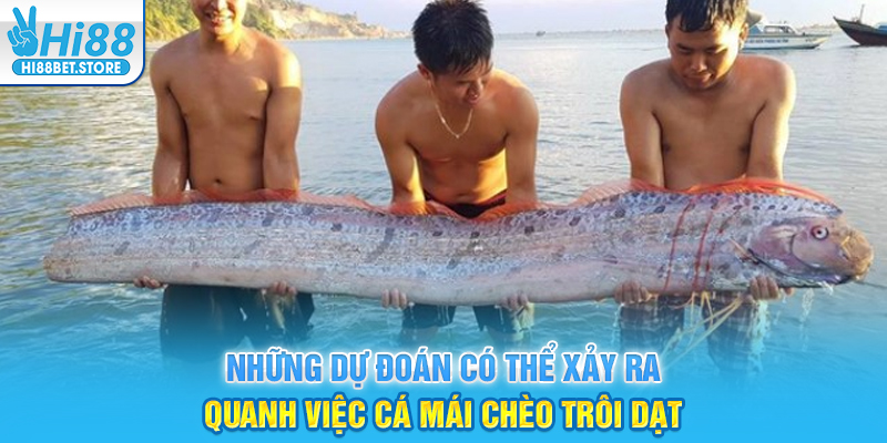 Những dự đoán có thể xảy ra quanh việc cá Mái Chèo trôi dạt
